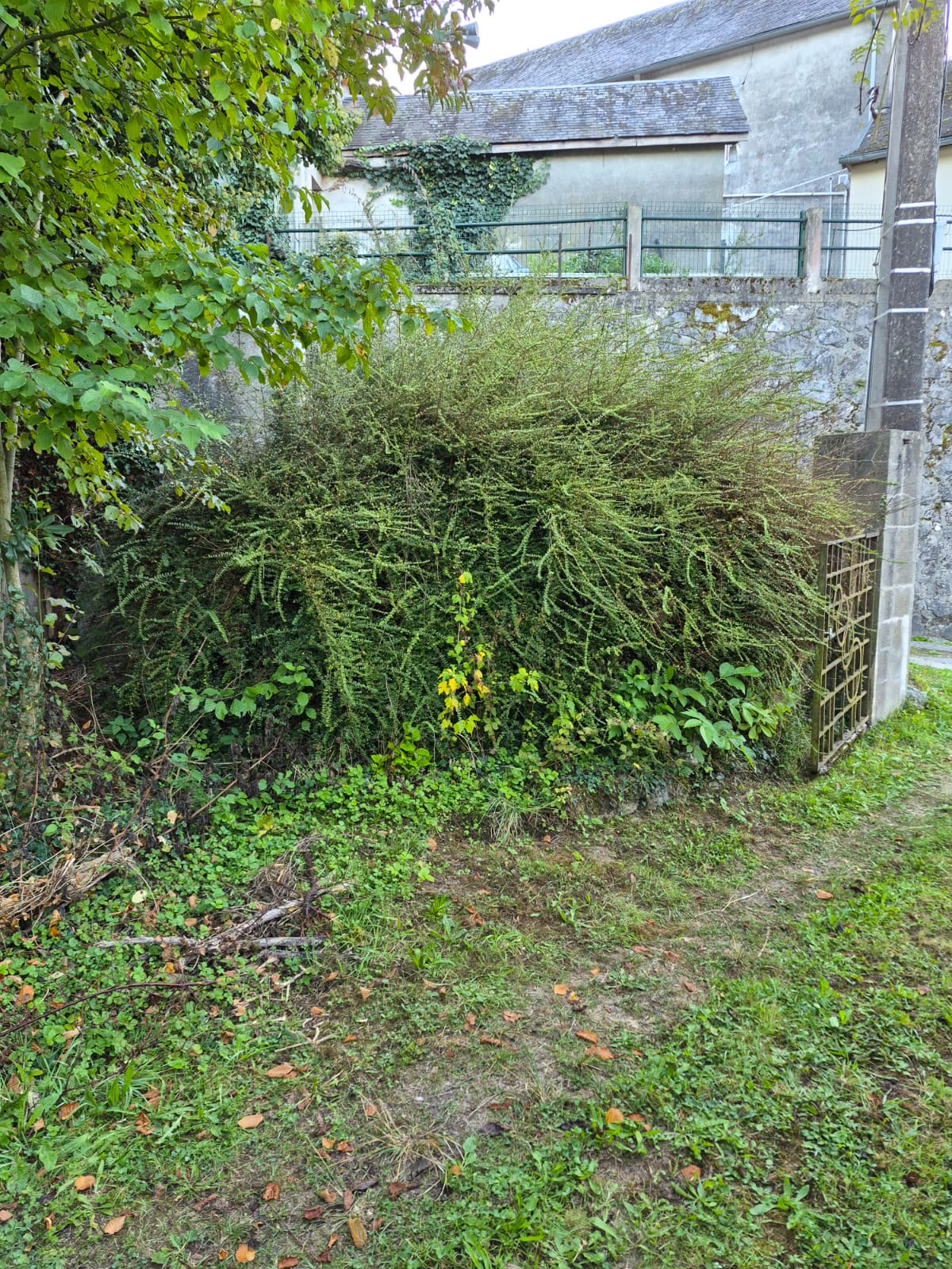 03 entretien haie avant