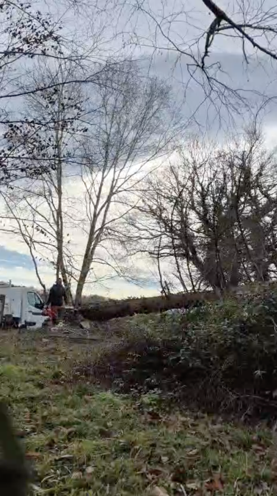 Abattage de grands arbres — avant et après